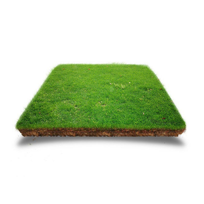 Grass Seeds for Lawn and Golf Course