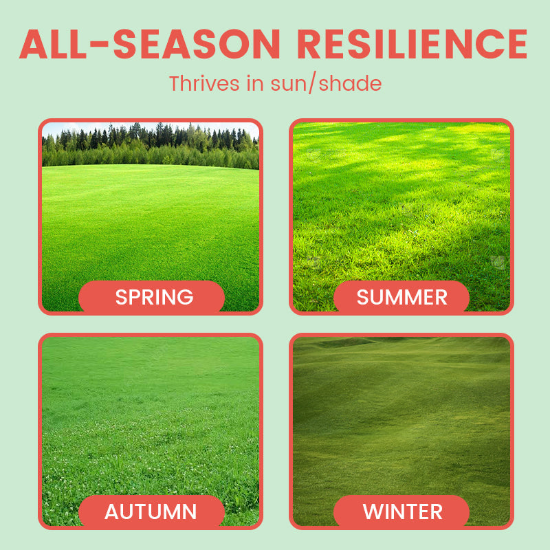 Grass Seeds for Lawn and Golf Course