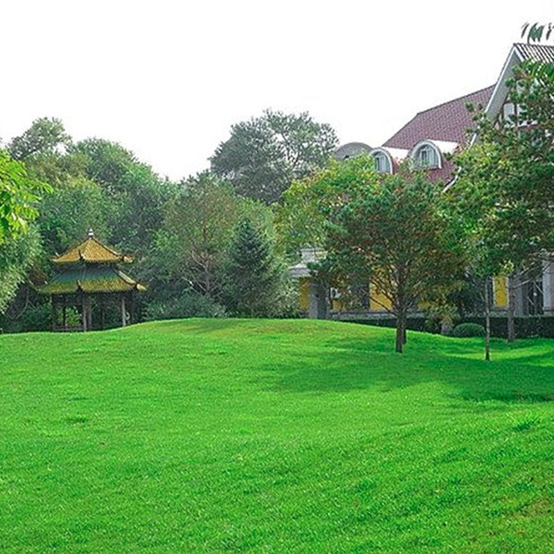 Grass Seeds for Lawn and Golf Course