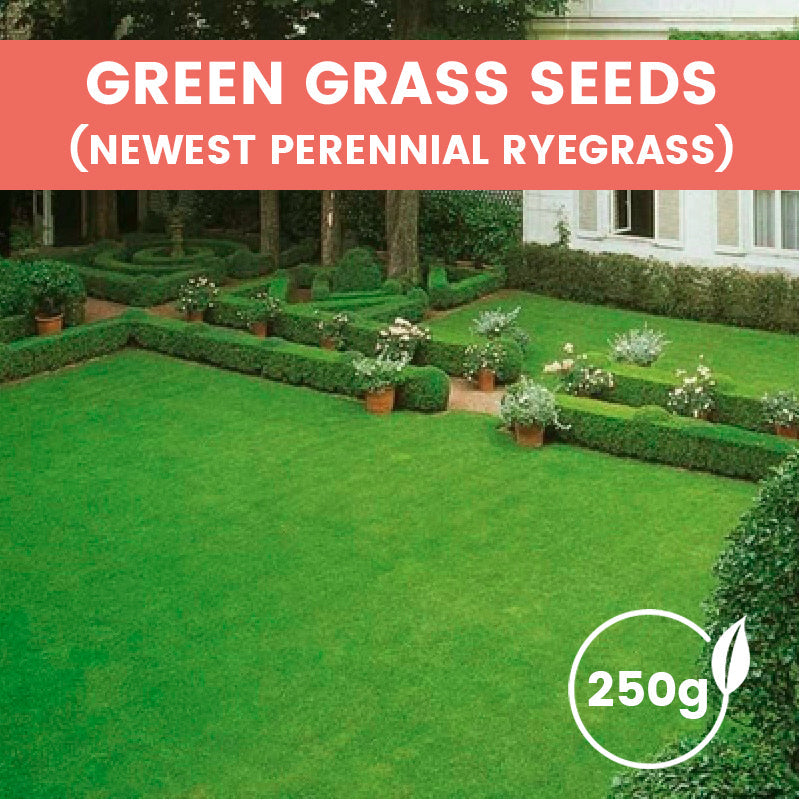 Grass Seeds for Lawn and Golf Course