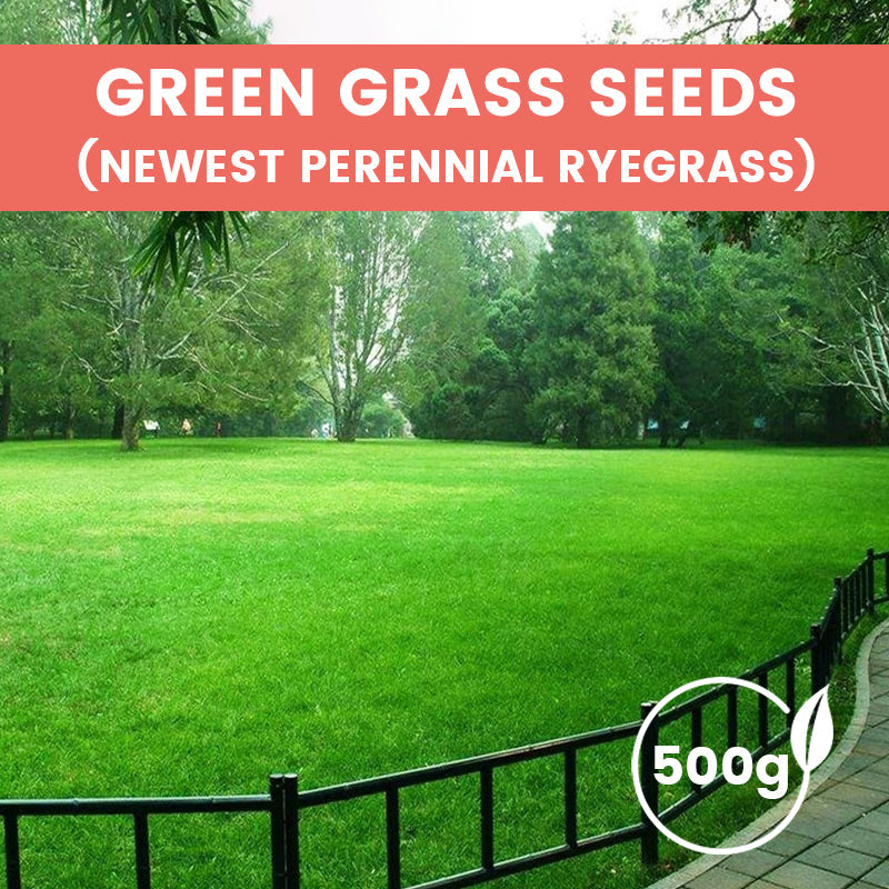 Grass Seeds for Lawn and Golf Course
