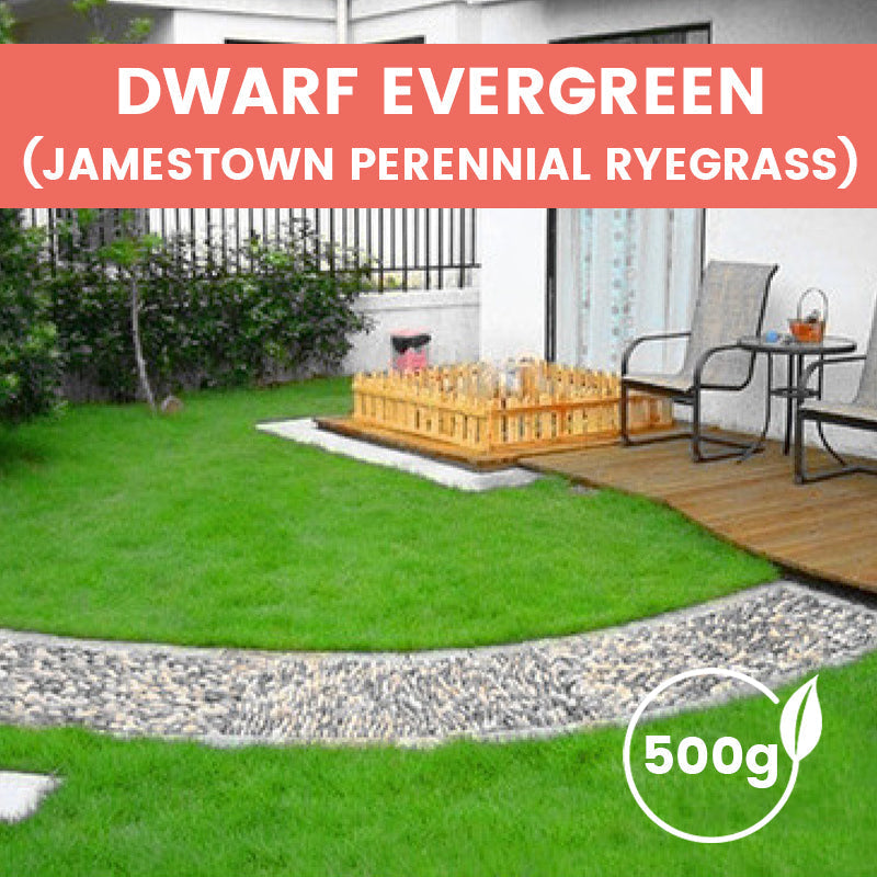 Grass Seeds for Lawn and Golf Course
