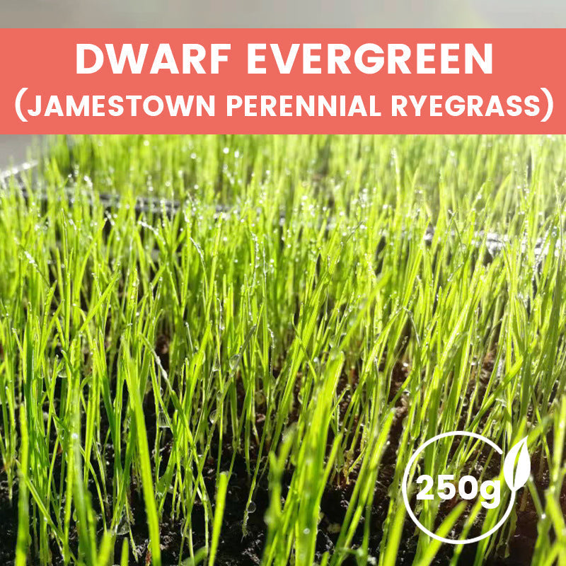 Grass Seeds for Lawn and Golf Course