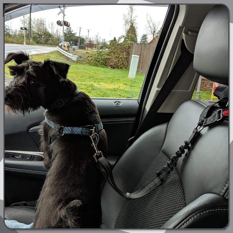 🔥FLASH SALE🔥 Pet Elastic Safety Rope – Keeps Pets Secure in Cars, Adjustable Length, 360° Swivel – Stops Distractions! 🐕🚗