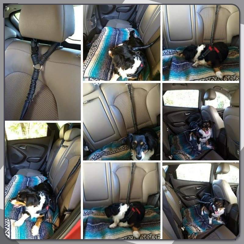 🔥FLASH SALE🔥 Pet Elastic Safety Rope – Keeps Pets Secure in Cars, Adjustable Length, 360° Swivel – Stops Distractions! 🐕🚗