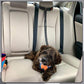 🔥FLASH SALE🔥 Pet Elastic Safety Rope – Keeps Pets Secure in Cars, Adjustable Length, 360° Swivel – Stops Distractions! 🐕🚗