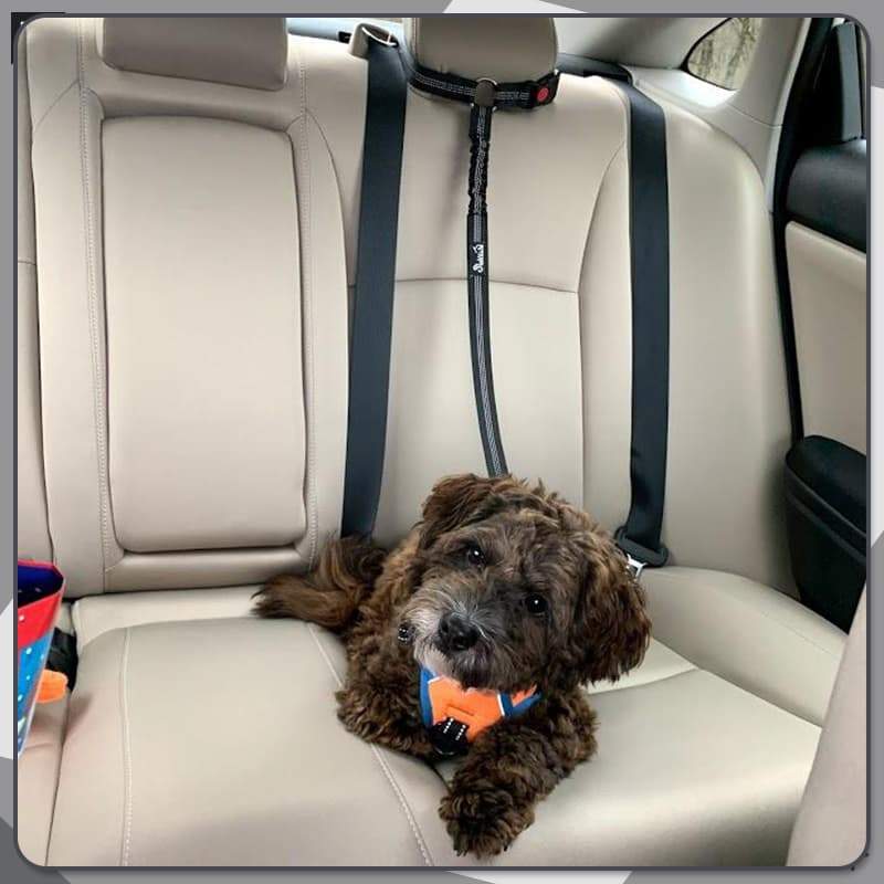 🔥FLASH SALE🔥 Pet Elastic Safety Rope – Keeps Pets Secure in Cars, Adjustable Length, 360° Swivel – Stops Distractions! 🐕🚗