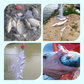 Fishing Gill Net with Spring Bait Trap