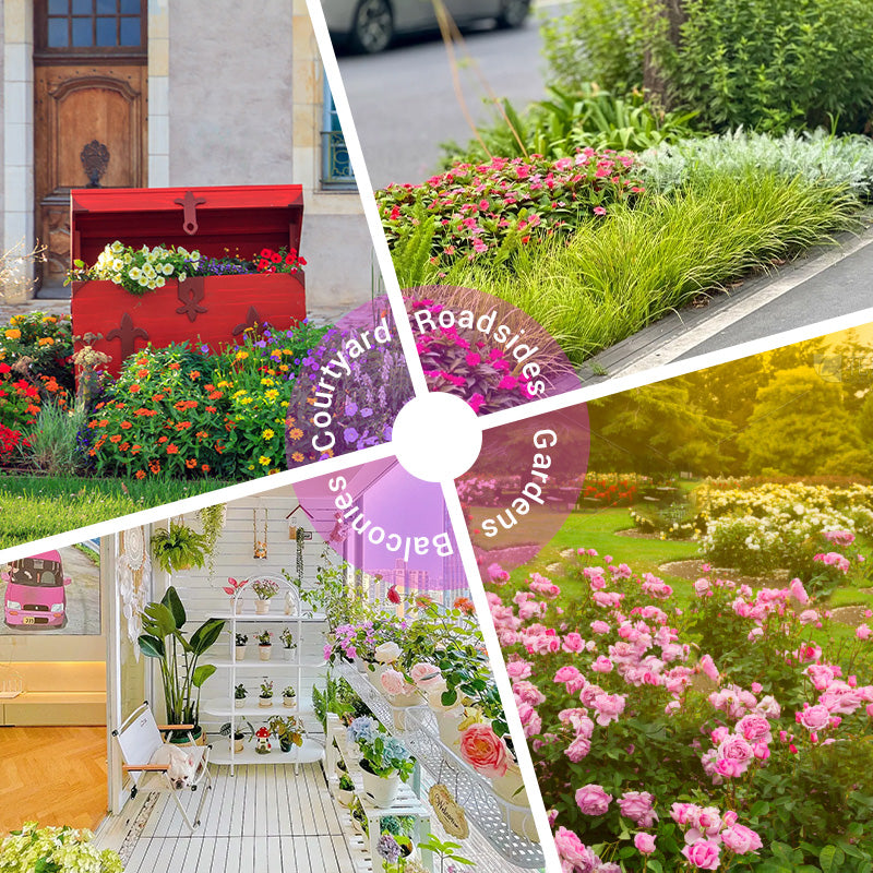 Colorful wildflower mix: blooms all year round! 🌸🌼🌺