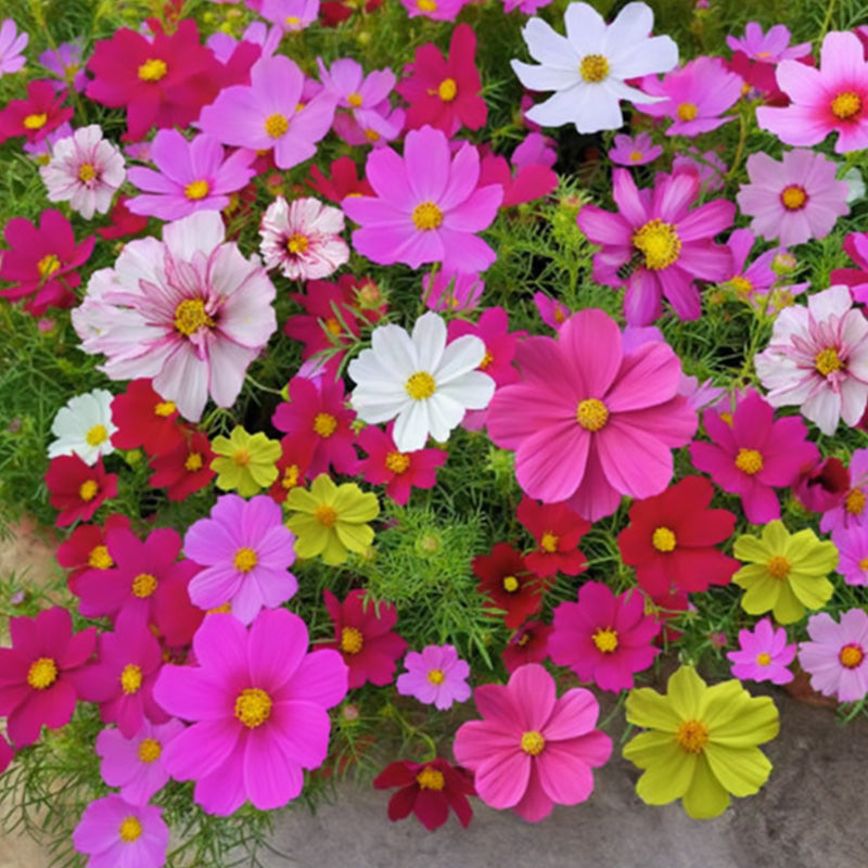 Colorful wildflower mix: blooms all year round! 🌸🌼🌺