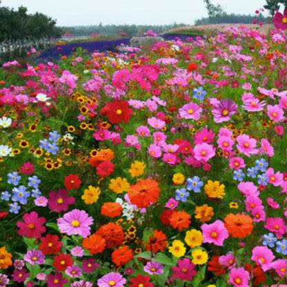 Colorful wildflower mix: blooms all year round! 🌸🌼🌺