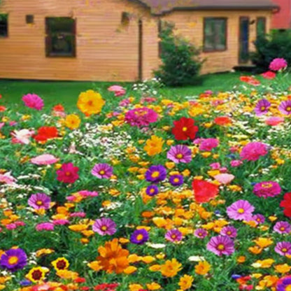 Colorful wildflower mix: blooms all year round! 🌸🌼🌺