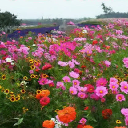 Colorful wildflower mix: blooms all year round! 🌸🌼🌺