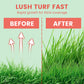 Grass Seeds for Lawn and Golf Course