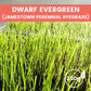 Grass Seeds for Lawn and Golf Course