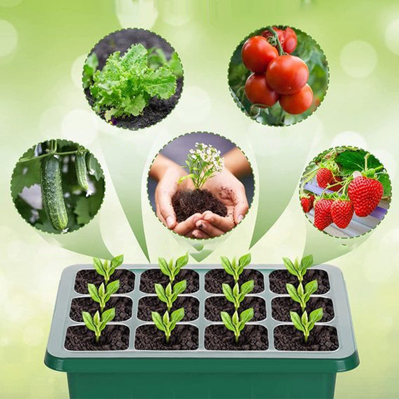 💎59% OFF! 💎 Germination Trays with Grow Light – Humidity Control, Transparent & Full-Spectrum Light 🌱💡