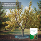 🌱 Controlled-Release Fruit Tree Fertilizer | Year-End Mega Upgrade Launch | 3-Month Slow-Release Nutrition, Balanced NPK Formula | Promotes Blossoming & Fruit Yield
