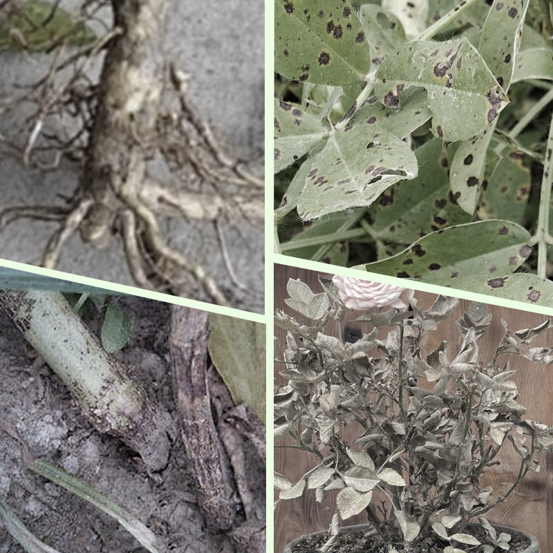 🌱 Long-lasting plant food sticks – balanced NPK for roots, leaves & blooms!  🌿✨