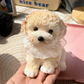 🥳HOT SALE🥳💞100K+ SOLD! Squishy Toy – From £6.99! Soft TPR, portable & adorable dog design. Stress relief anywhere – grab yours! ✅