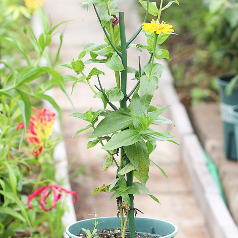 🥳HOT SALE🥳💞50K+ SOLD! Plant Support – From £12.99! Realistic branch, sturdy & extendable. Healthy plants – grab yours! ✅